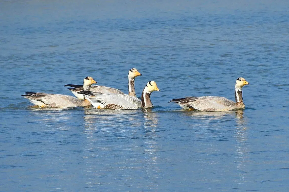 Bar-headed geese on the Banganga River in Kapilvastu district.
