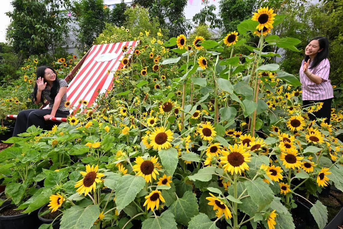 Two young visitors at the Sunkissed: A Celebration of Sunflowers at the Singapore Garden Festival on July 2.