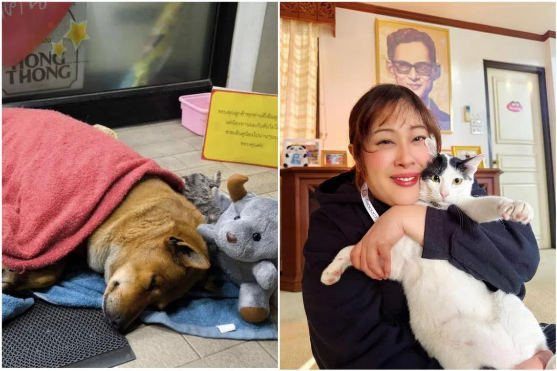 Princess Siribha Chudabhorn adopted Moo Daeng after seeing its story online.