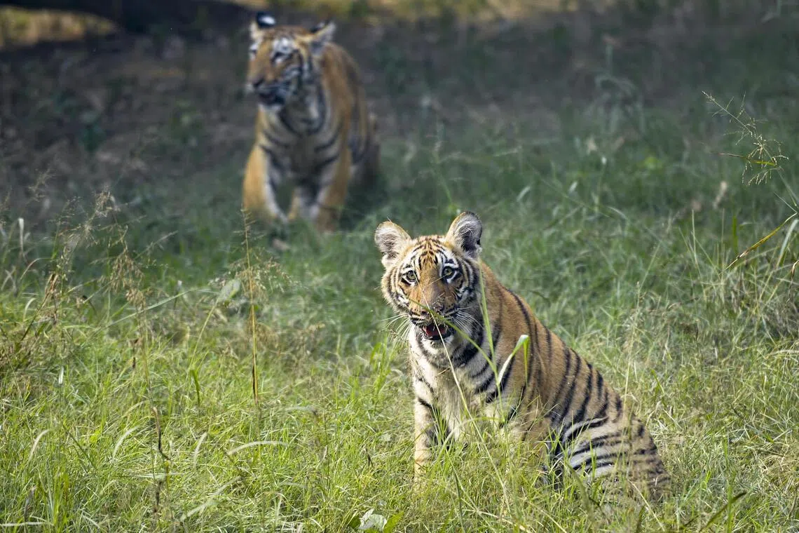 A Royal Bengal tiger cub is seen at the Delhi Zoo in New Delhi, India on Dec 21, 2023.