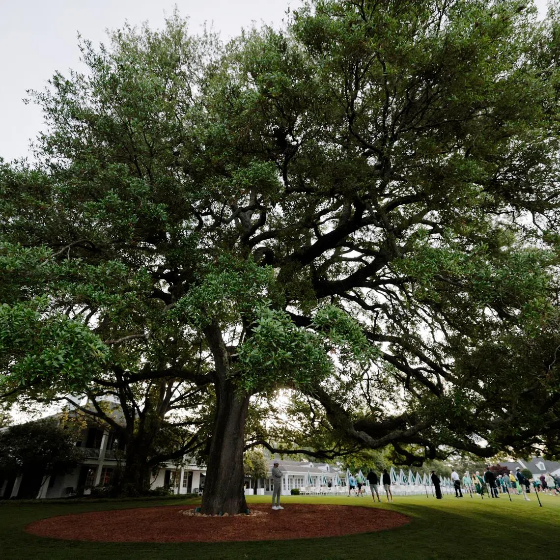 Golf - The Masters - Augusta National Golf Club, Augusta, Georgia, U.S. - April 6, 2026 General view of an oak tree near the club house during a practice round REUTERS/Brian Snyder