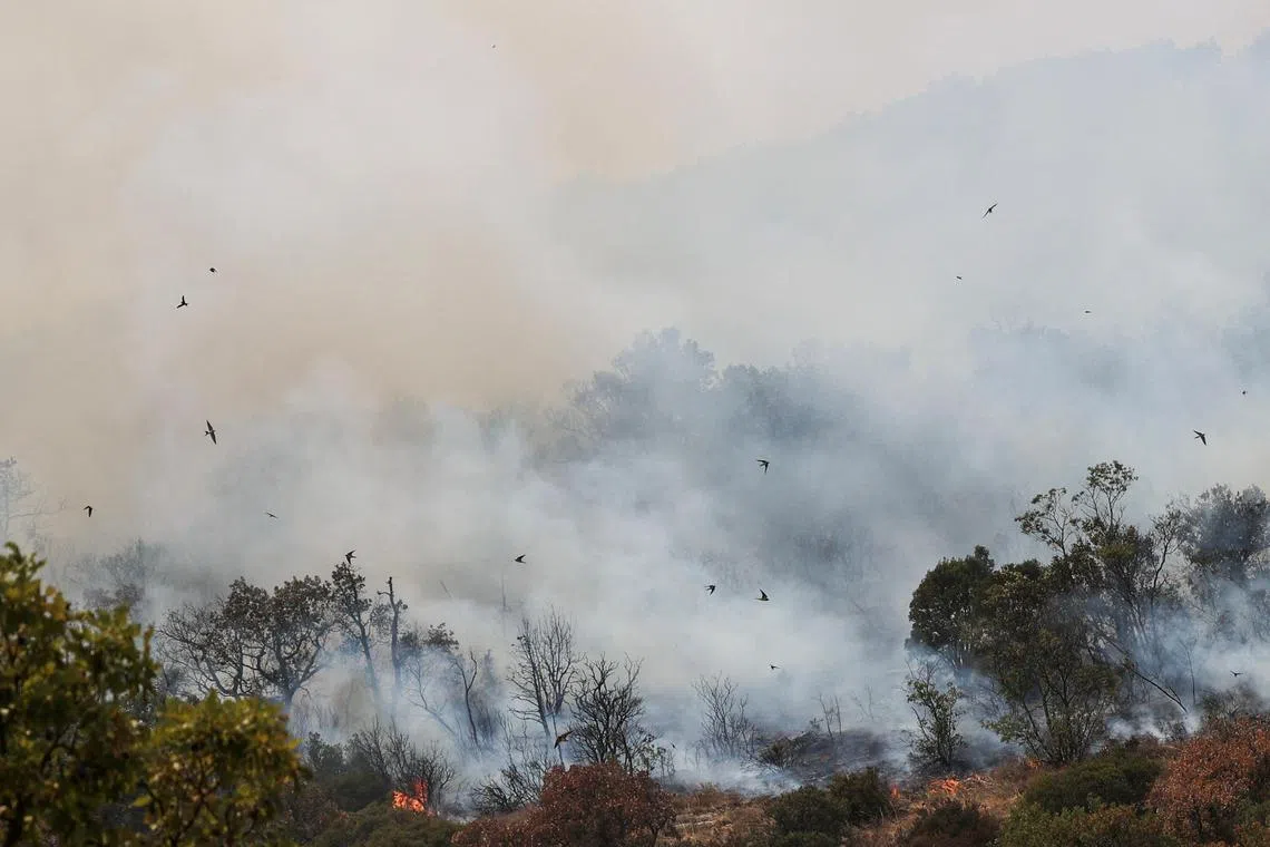Birds fly away from rising flames and smoke as a wildfire burns in Dadia National Park in Greece.