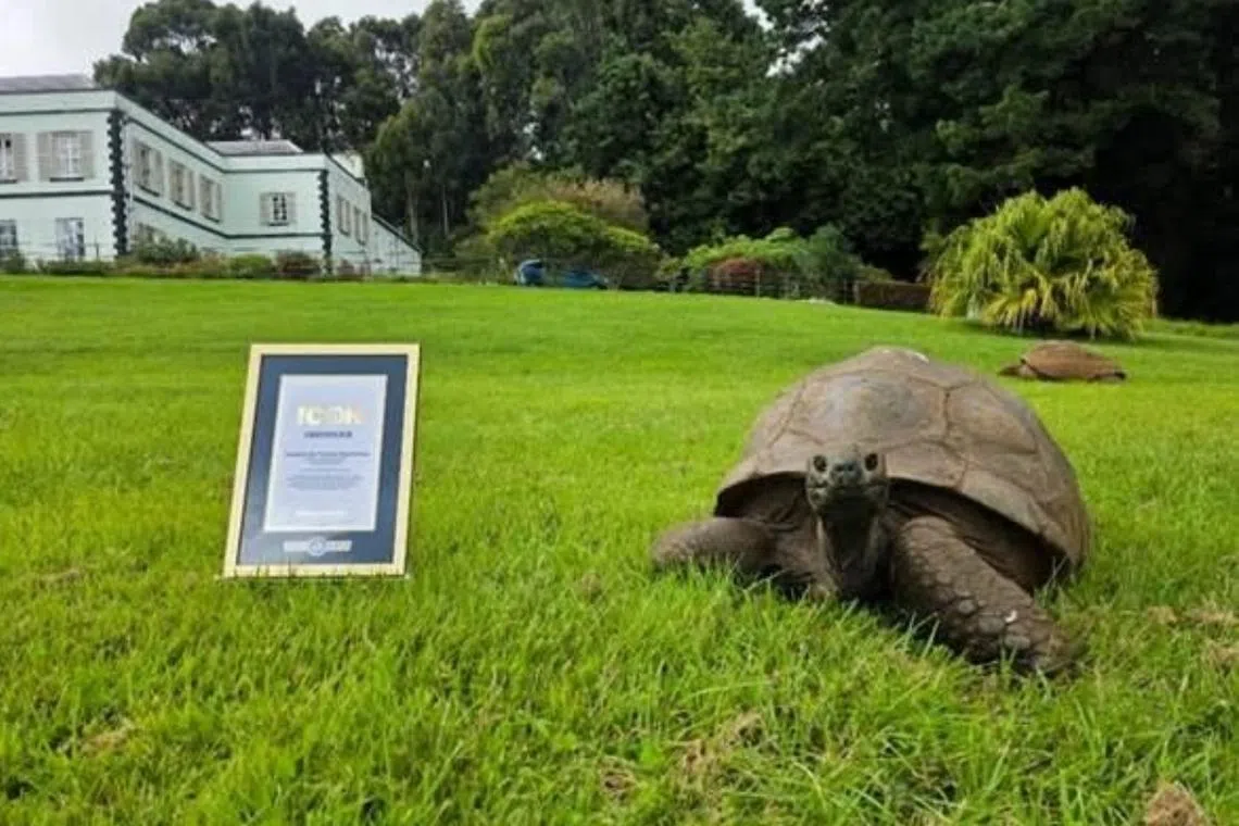 World’s oldest tortoise named Guinness World Records Icon