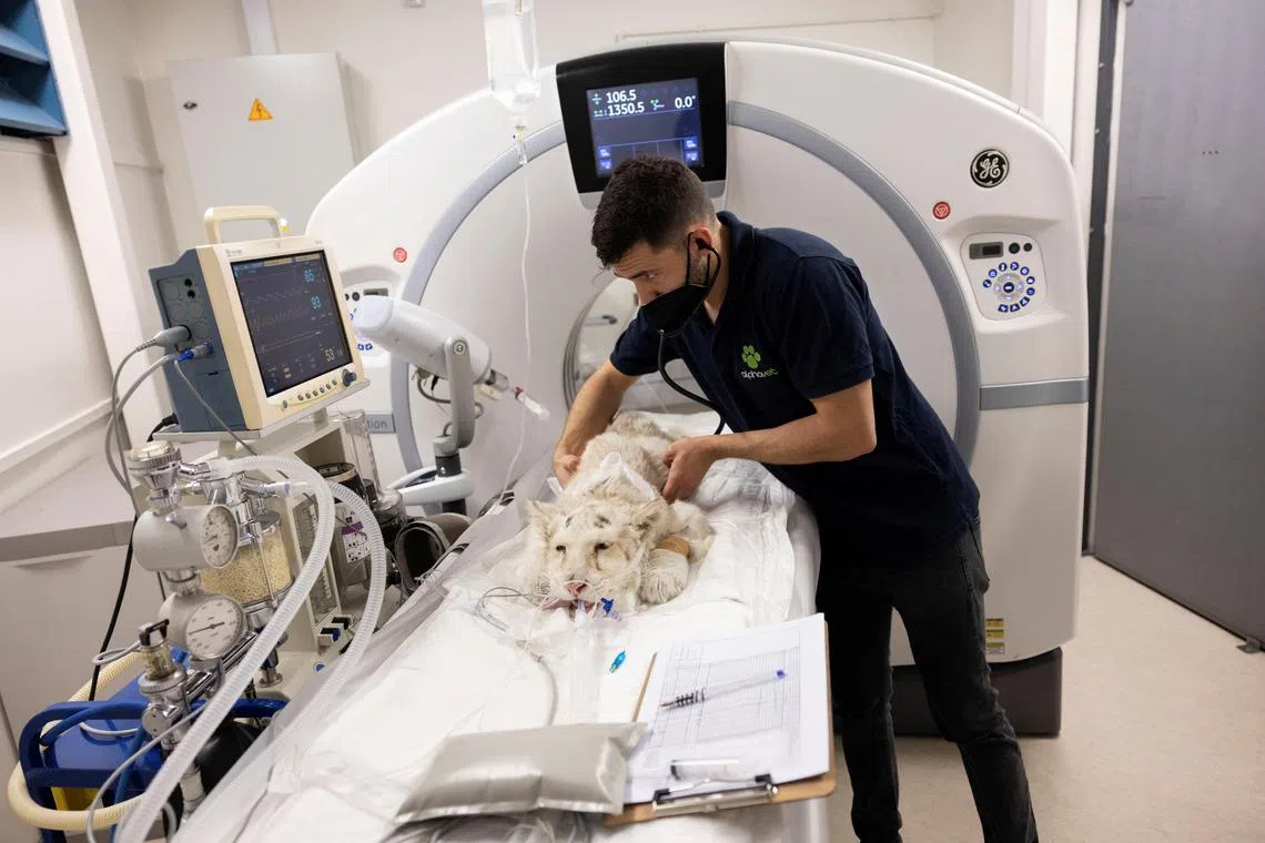 Veterinarian anaesthesiologist Stylianos Mantzios checks the cub before a CT scan, at a clinic in Athens.