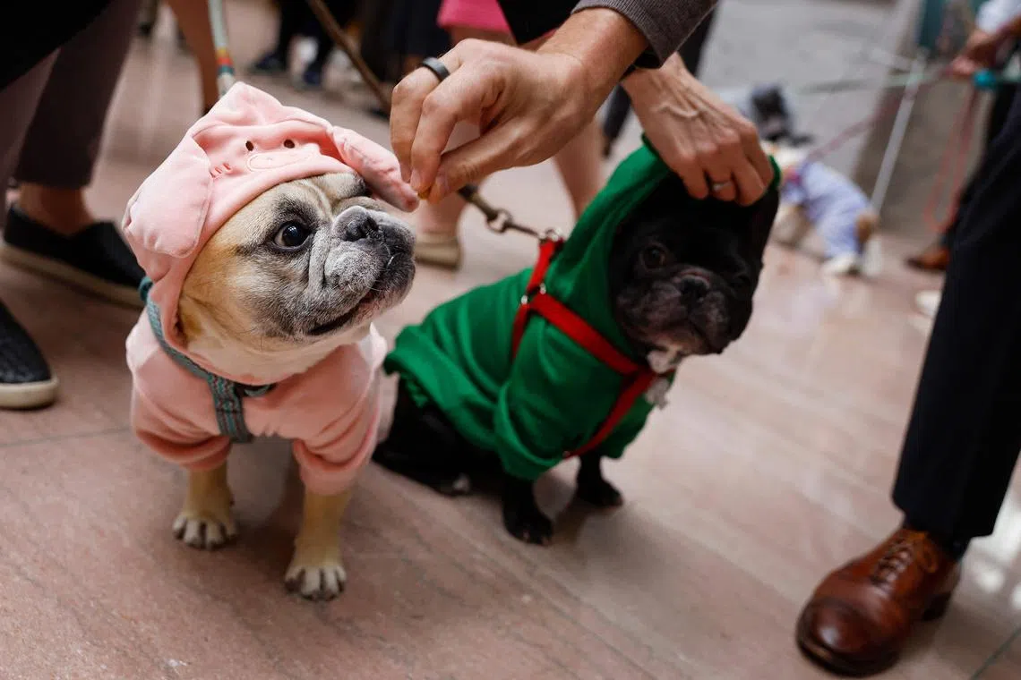 In our quest to include our beloved pets in our lives, there are times when our eagerness to share experiences might land them in uncomfortable situations, says the writer.