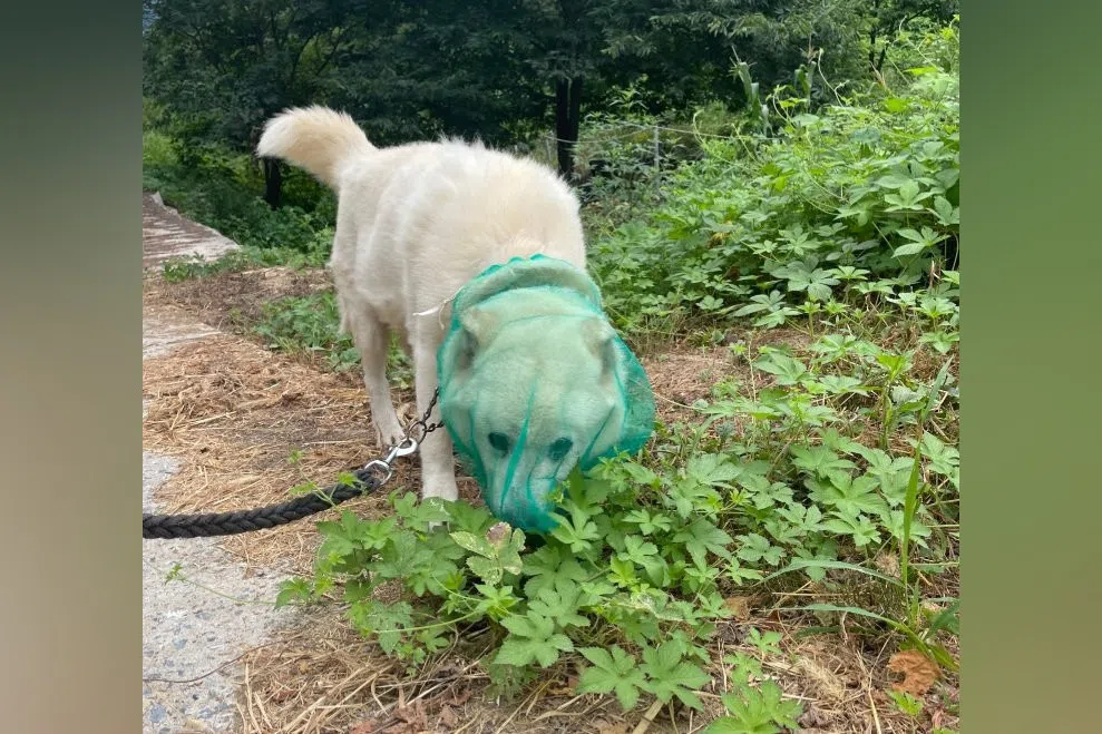 Net-a-pawter: South Korean pet owners dressing dogs in onion mesh bags during tick season