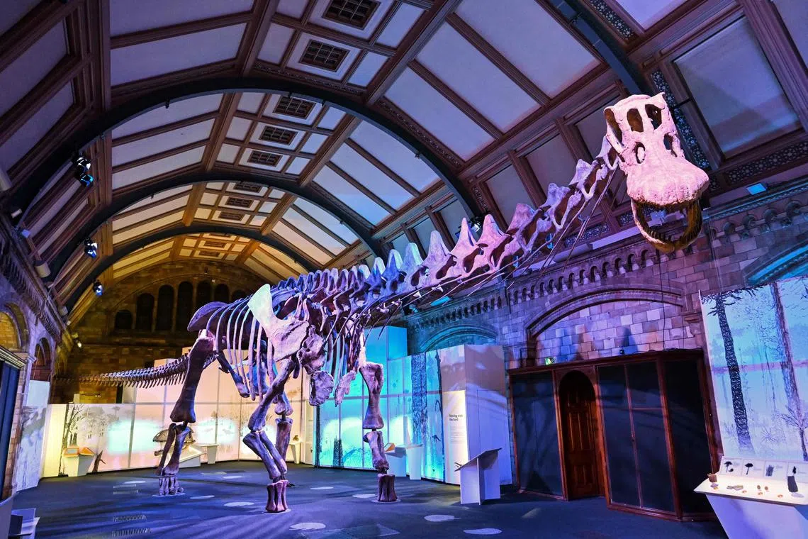 The Patagotitan mayorum, the most complete giant dinosaur ever discovered, displayed at the Natural History Museum, in London.