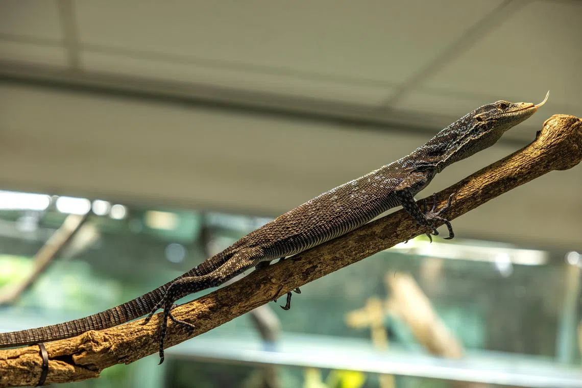 A Blue tree monitor, which was rescued from the illegal wildlife trade, is now part of the Singapore zoo's Reptopia section. 