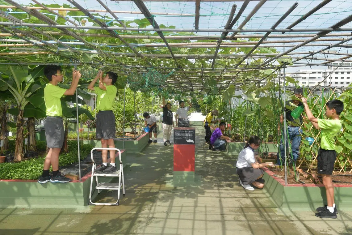 jncrest20 / ST20221104_202217130741 / Alphonsus Chern //

The rooftop garden where edible plants and fruits are grown.

Spectra Secondary, which caters to Normal (Technical) students, will continue to do so even as other secondary schools move to offer full subject-based banding(FSBB), said MOE. By 2024, most secondary schools will offer FSBB, which groups students according to their strengths in different subjects. By then, there will no longer be Express and Normal streams in secondary schools. 

Spectra Secondary's rooftop garden (urban farmers CCA), student hub (where students gather to hang out, play computer games and have movie screenings), and Internet of things (IOTA) studio where students learn how to automate things for an apartment for the elderly(silver home). 