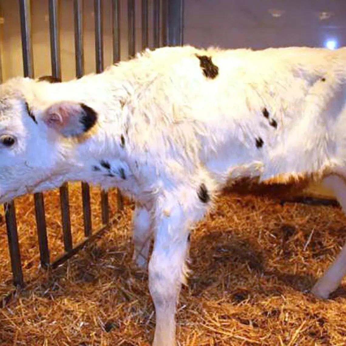 Chinese scientists have cloned three “super cows” able to produce 18 metric tons of milk per year and over 100 tons of milk in their lifetimes.