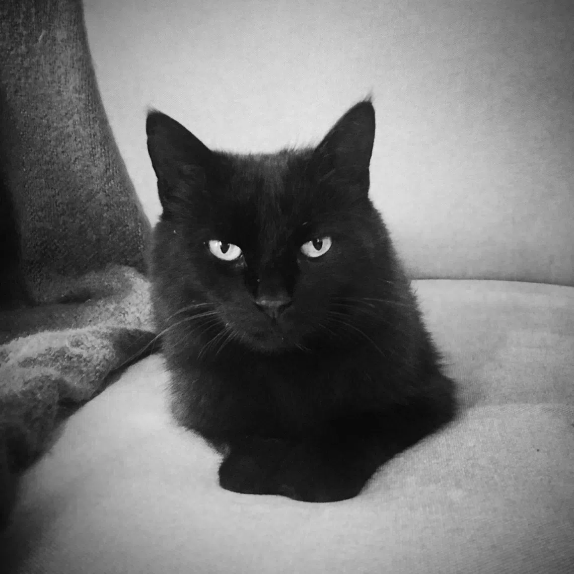 Angie is a connection - not only a connection to the writer's daughter, but to Singapore where they lived for two decades.