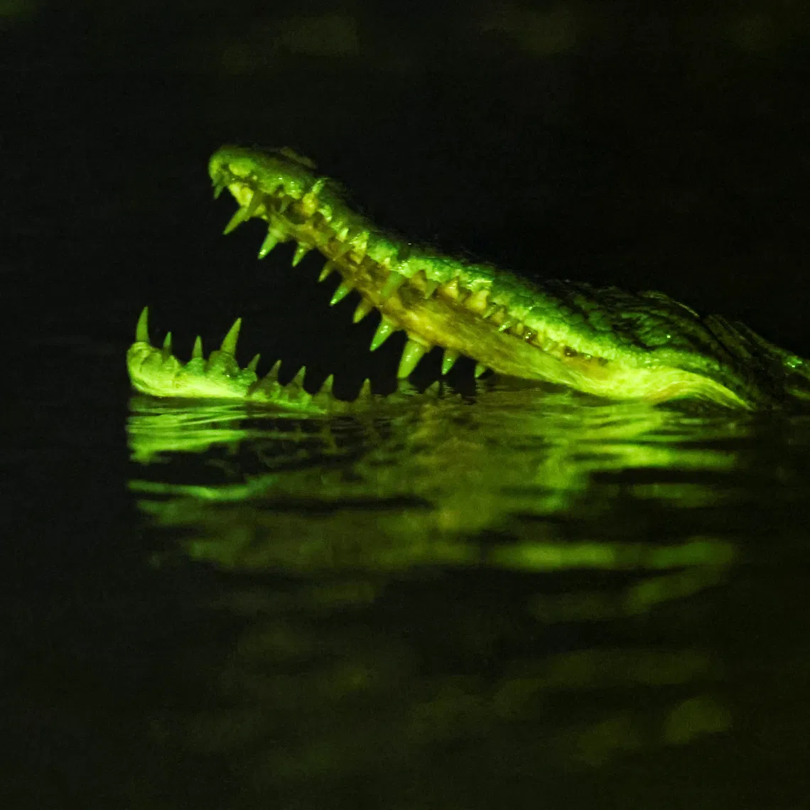 A crocodile after it was taken down during a hunting operation by crocodile hunters at Kemena River in Bintulu, Sarawak.
