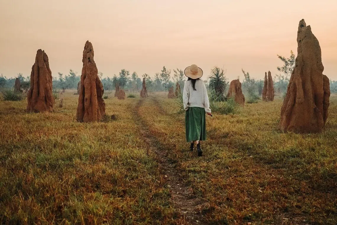 termite mounds northern territory australia