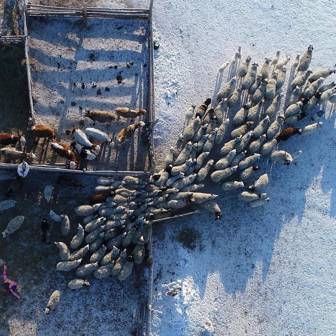 Cattle at the nomad camp of a farmer in Kara-Charyaa area south of Kyzyl town, the administrative centre of the Republic of Tuva (Tyva region) in Southern Siberia, Russia.
