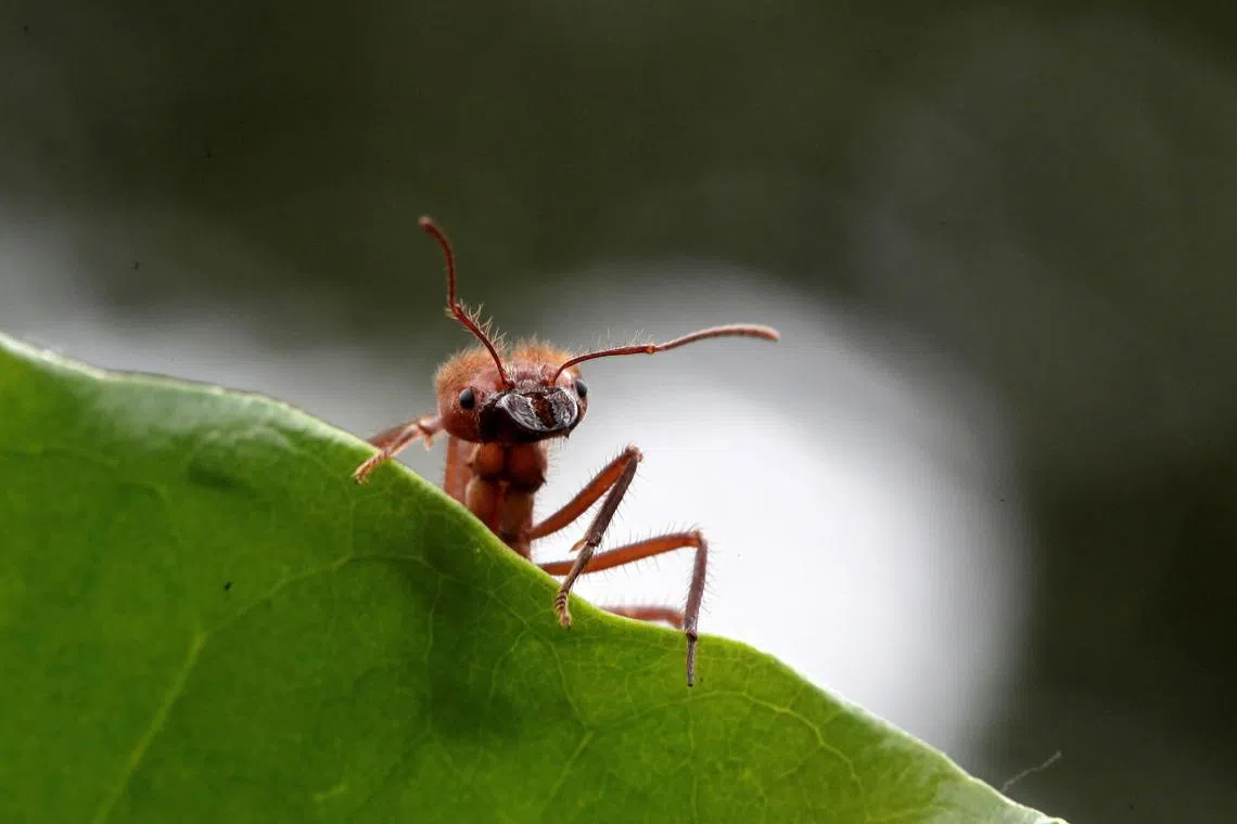 FILE PHOTO: A zompopa ant reared for human consumption is pictured in the insect farm of biologist Federico Paniagua, as he promotes the ingestion of a wide variety of insects as a low-cost and nutrient-rich food, in Grecia, Costa Rica July 13, 2019. REUTERS/Juan Carlos Ulate/File Photo