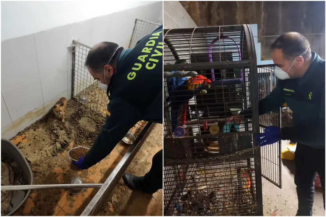 Spanish police said the illegal site had “extremely poor” hygiene and animal welfare conditions.