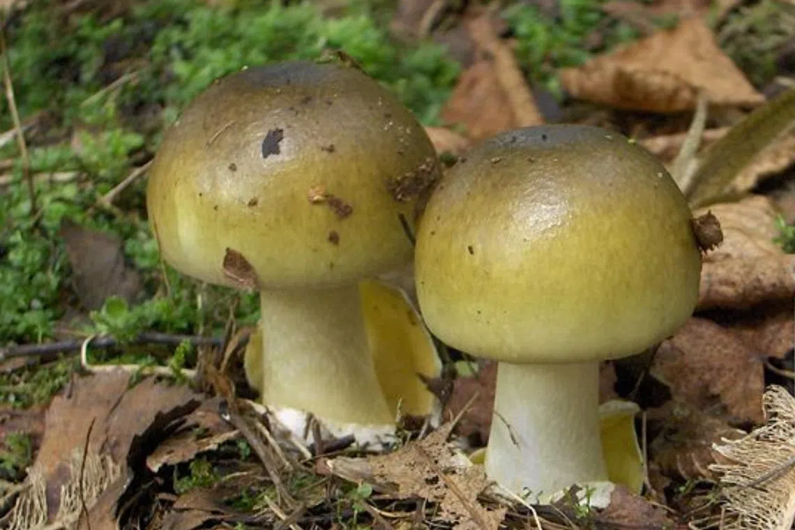 Amanita phalloides are estimated to cause more than 90 per cent of all deaths from mushroom poisoning worldwide.