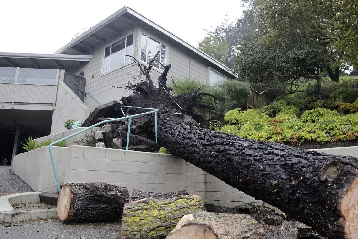 An uprooted tree damaged a home in Monterey, California, on March 10, 2023. 