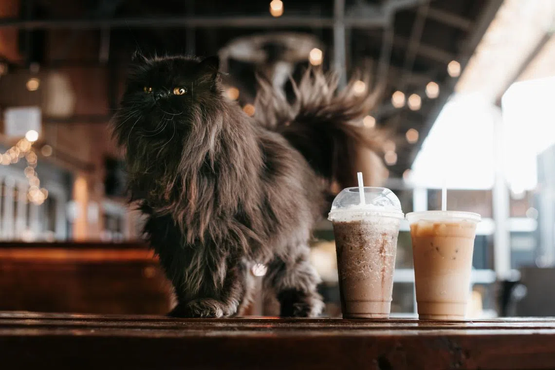 Since the first known animal cafe opened in Taiwan in 1998, featuring cats and dogs, the concept has rapidly spread across the region. 