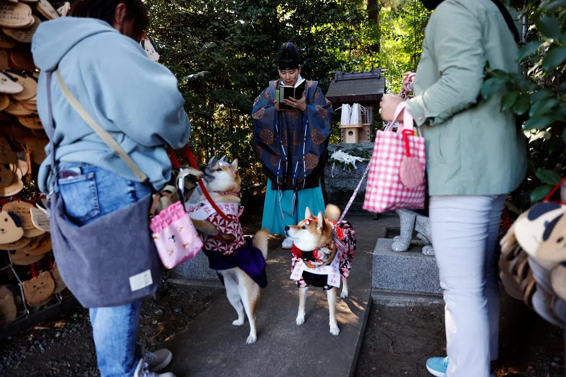 Shinto priest Yoshinori Hiraga conducting a prayer for pet dogs during a Shichi-Go-San blessing, traditionally performed for young children to ask for health and happiness, at the Inuneko Shrine, part of a larger Shinto site Zama Shrine in Zama, Kanagawa Prefecture, near Tokyo, Japan Nov 14, 2023. 