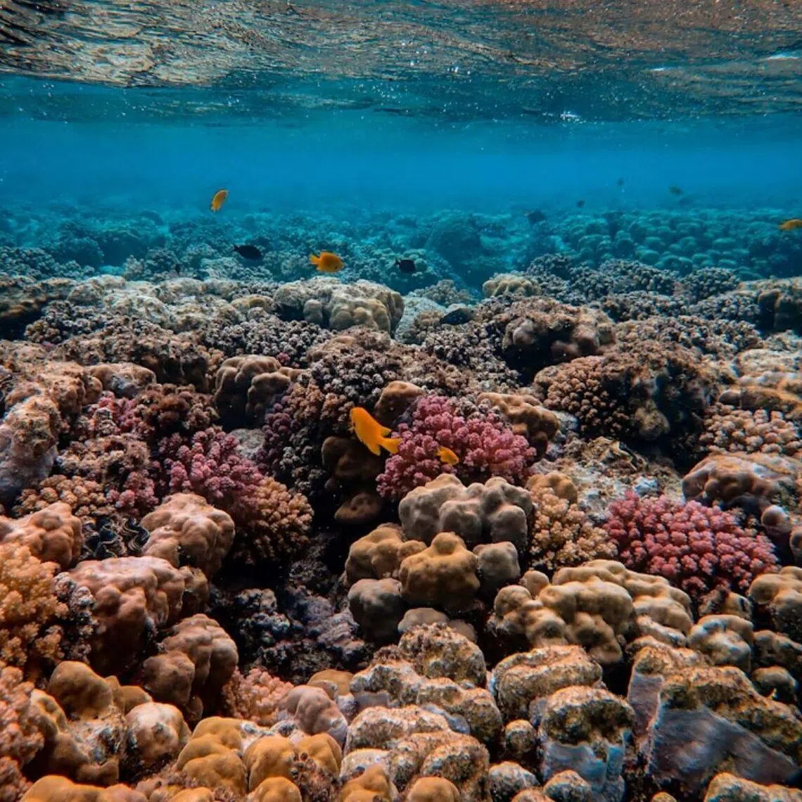 The two previous global bleaching events, in 1998 and 2010, had lasted one year.