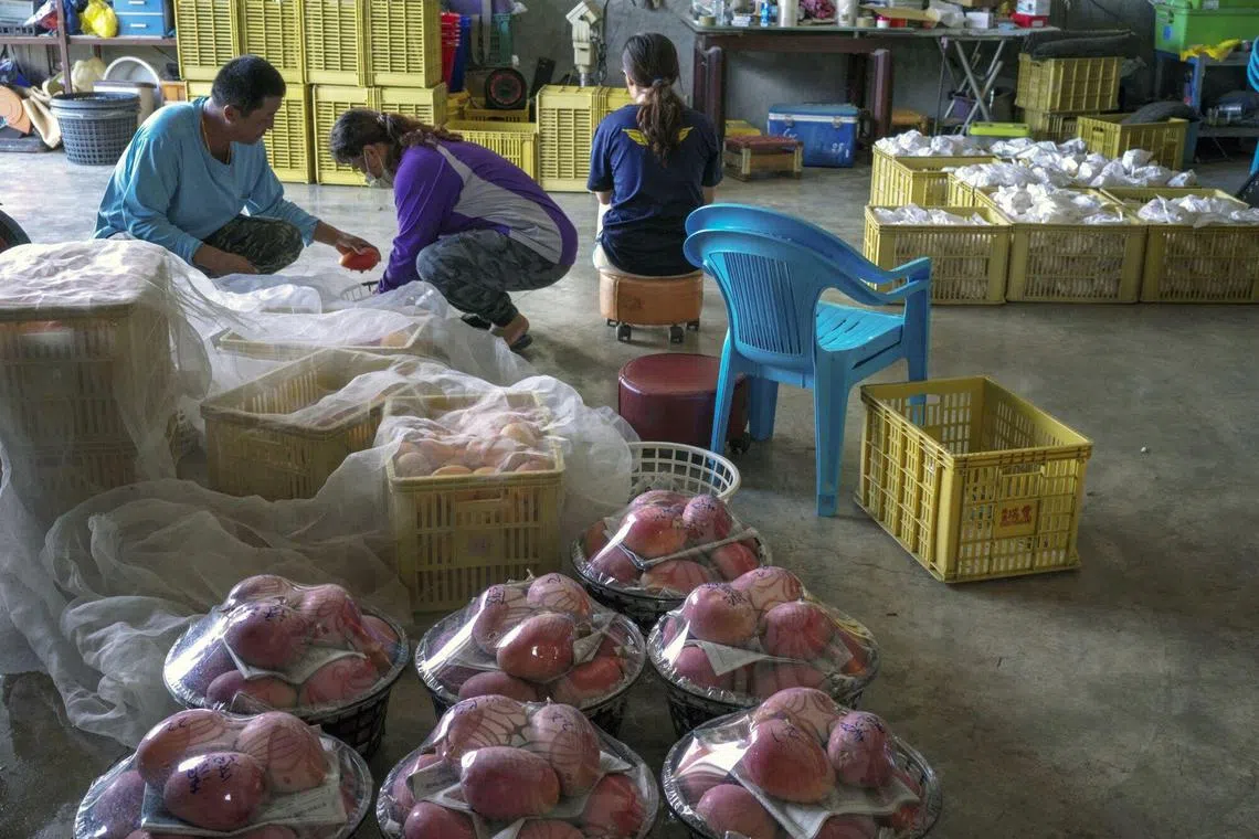 Analysts said the mango ban is to send a signal rather than damage Taiwan’s semiconductor-focused economy.