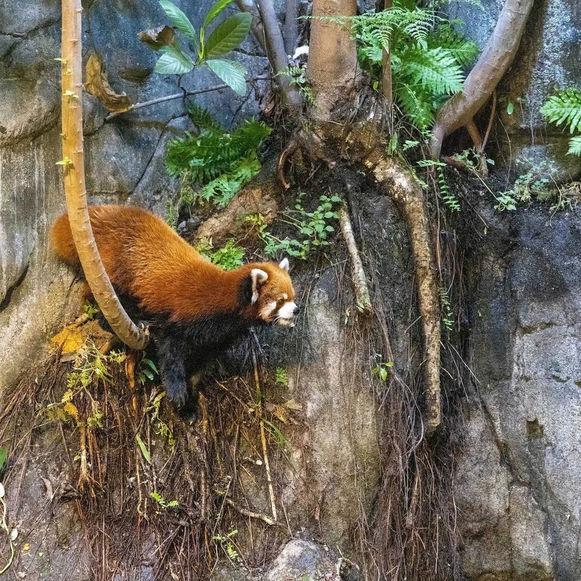 Yaffa, an 11-year-old male red panda, will make its official debut this National Day weekend.