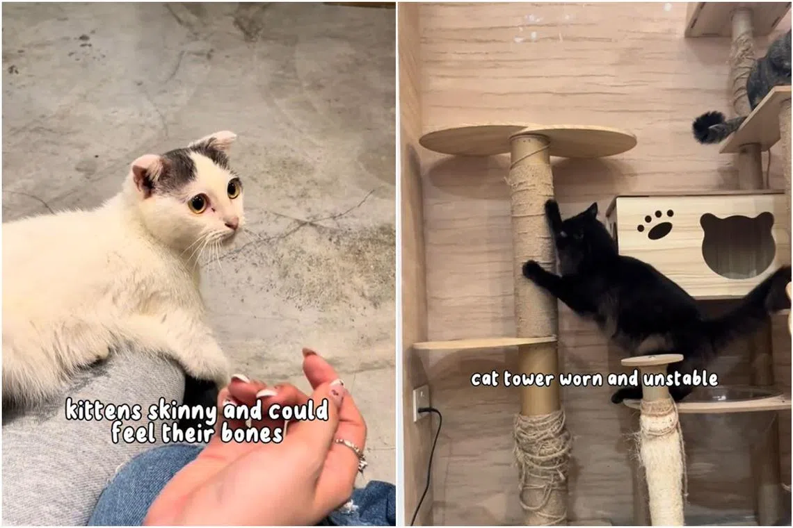 SPCA said it had already received several reports on the neglect of cats at I Love Cat Cafe.