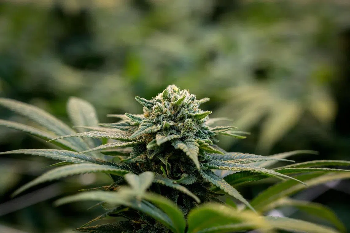 So far, 20 people have been indicted on charges of drug distribution in 2022. Cannabis is an illegal drug in South Korea.