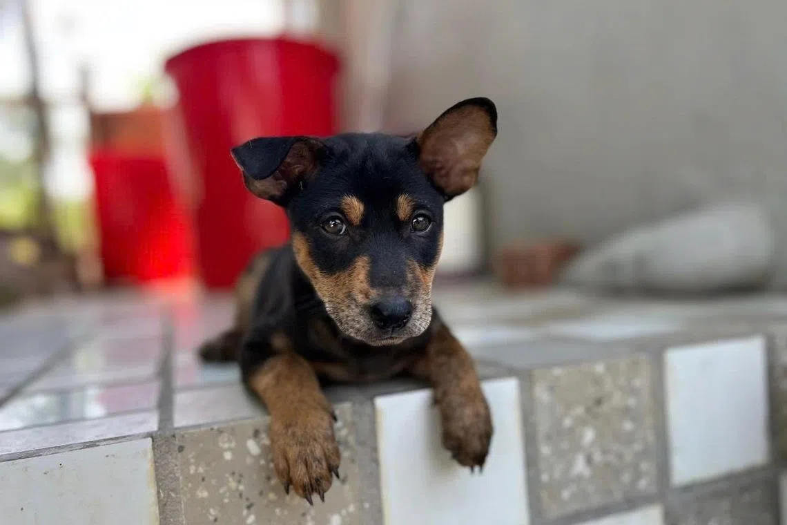 Barbecue, the four-month-old Phu Quoc Ridgeback named for his love of barbecued fish, takes a break from welcoming guests at Cosian Bay Resort in Phu Quoc, Vietnam's largest island. 
