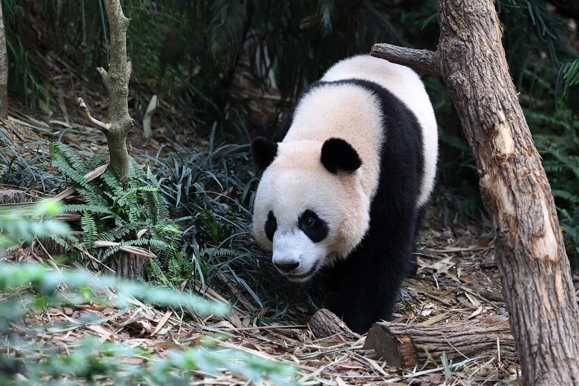 Le Le will say goodbye to fans on Nov 20, and will leave for China in the second half of December.