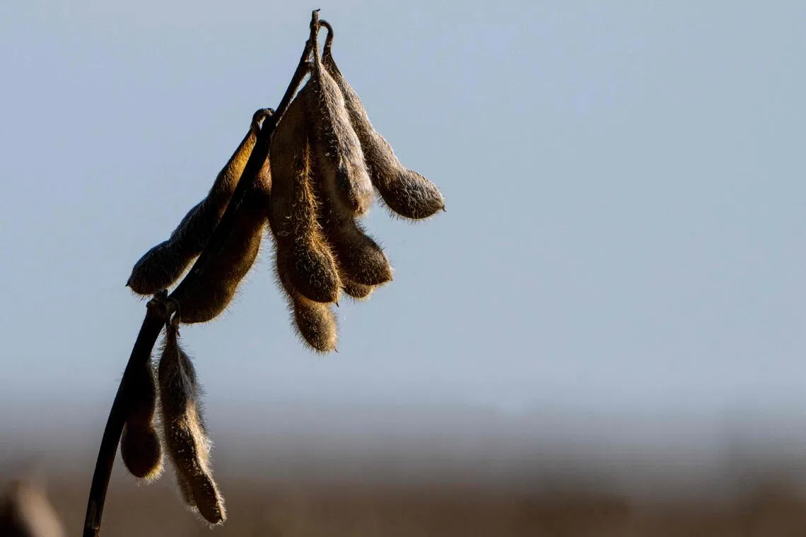 Continued slow sales of soybeans is raising worries that there will not be enough storage space for grains this fall.