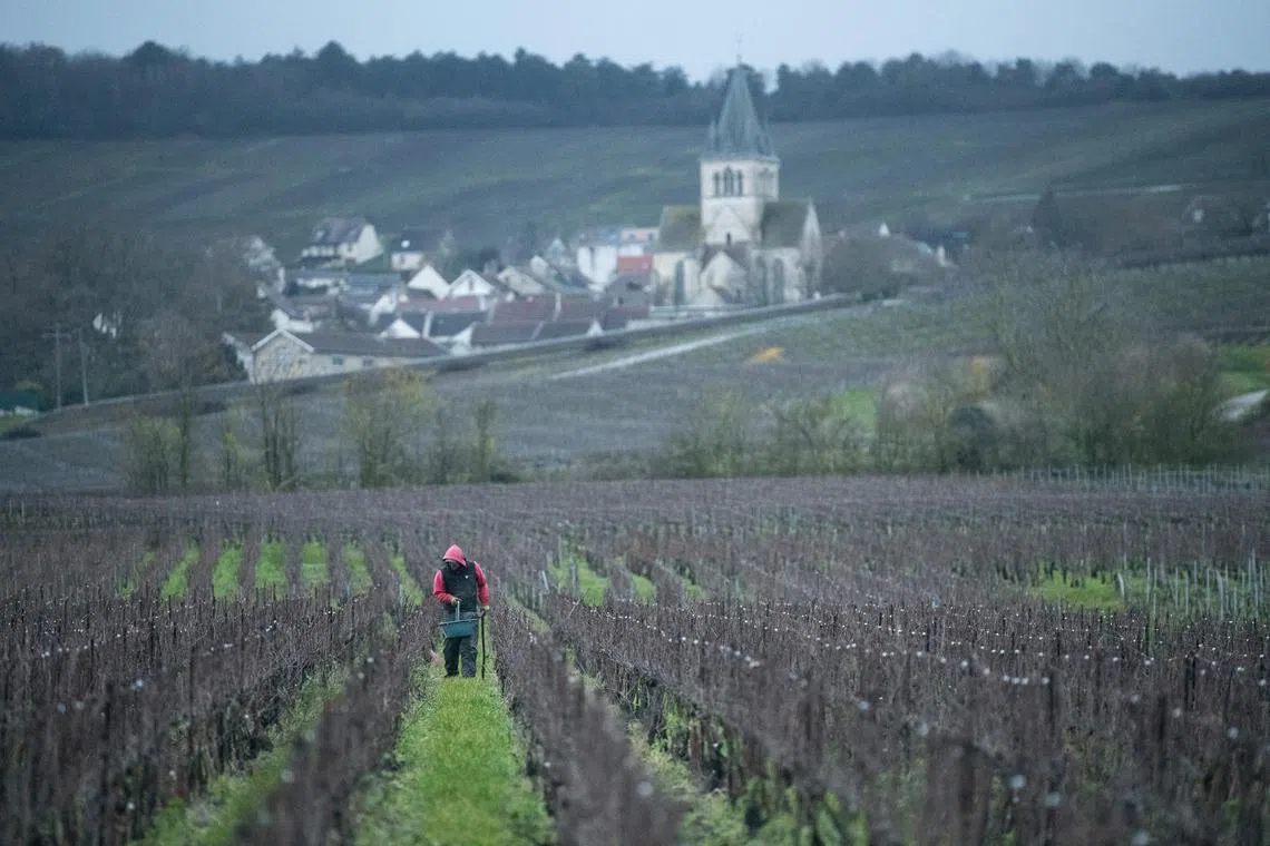 A vineyard below the Ville-Dommange commune in the Montagne de Reims region of France, Dec. 5, 2024. With climate change, Champagne producers rush picking grapes too ripe, said Jean-Baptiste LŽcaillon, the cellar master at Louis Roederer. (James Hill/The New York Times)