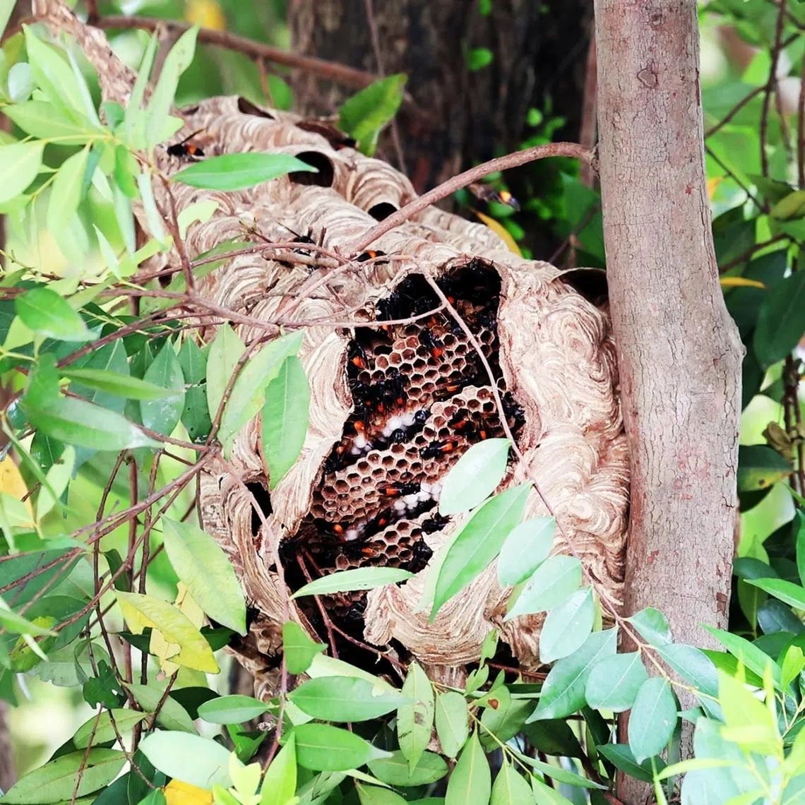 The town council added that the nest was safely removed and the area has been made safe for public use.