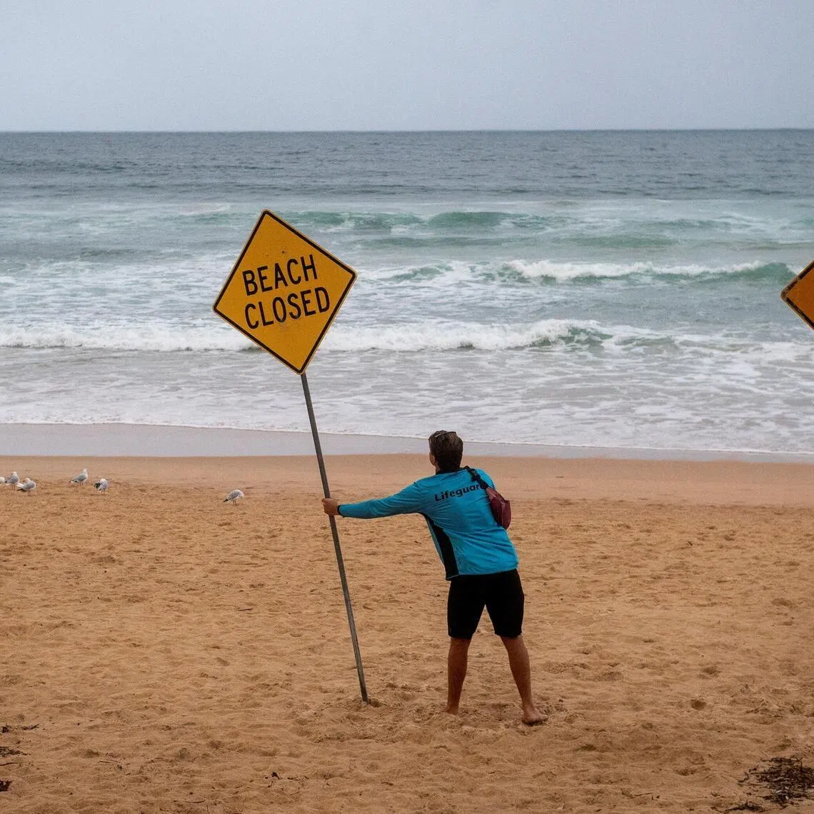 A lifeguards places a sign at Manly Beach in Australia on Jan 19 after a man was attacked by a shark in the afternoon. There were four shark attacks in two days along Australia's east coast this week. 