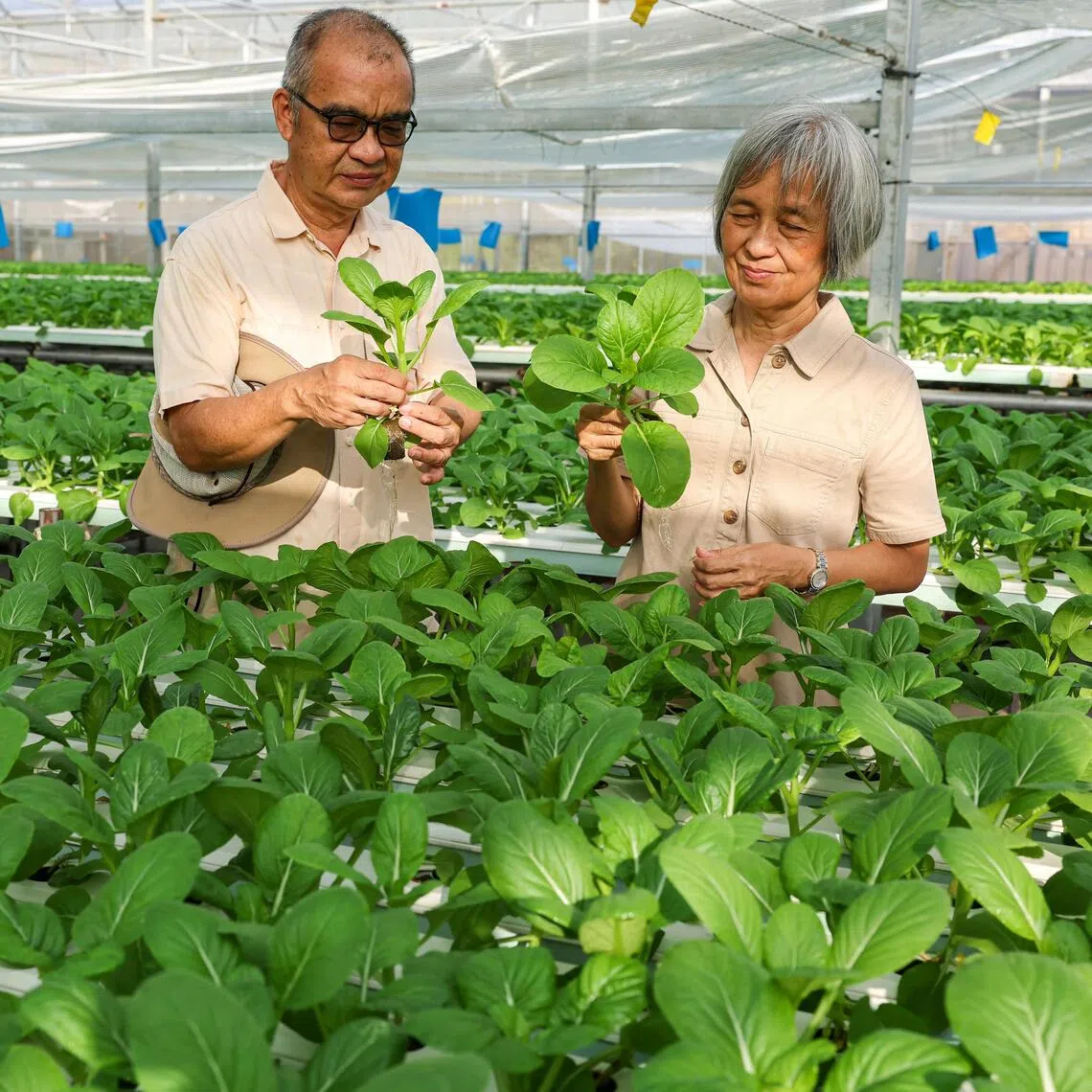 (From left) Profile of Daniel Lai, director of operations at Cropciti, and Sharon Goh, director of Cropciti, at the vegetable farm on July 29.