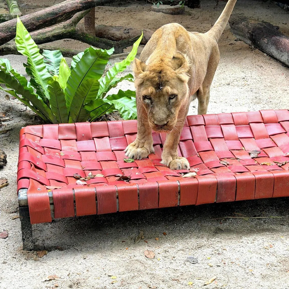 eshose - One of the Night Safari's Asian lion using the hammock, repurposed from decommissioned fire hoses, to lounge and comfortably rest. 

SOURCE: MANDAI WILDLIFE GROUP