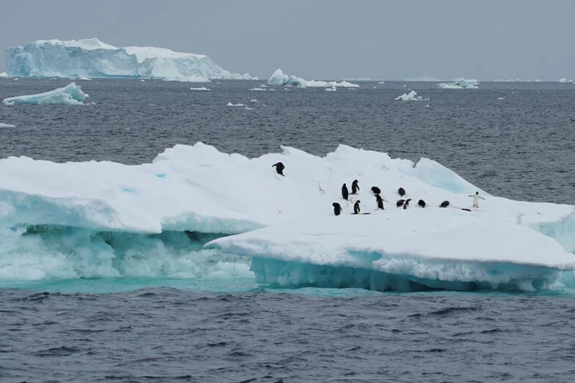 FILE PHOTO: Penguins are seen on an iceberg as scientists investigate the impact of climate change on Antarctica's penguin colonies, on the northern side of the Antarctic peninsula, Antarctica January 15, 2022. REUTERS/Natalie Thomas/File Photo