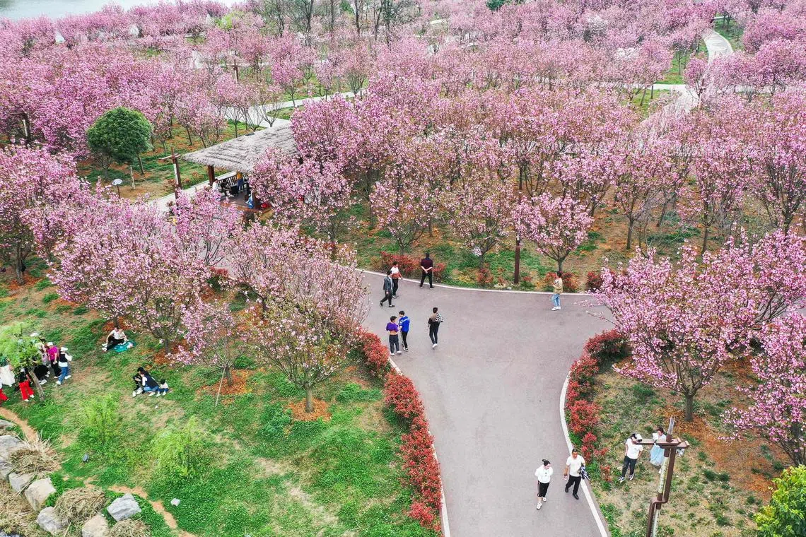 This aerial photo taken on March 22, 2023, shows people watching cherry blossoms at a park in Xingren city, Qianxinan Buyei and Miao Autonomous Prefecture, in China's southwestern Guizhou Province.