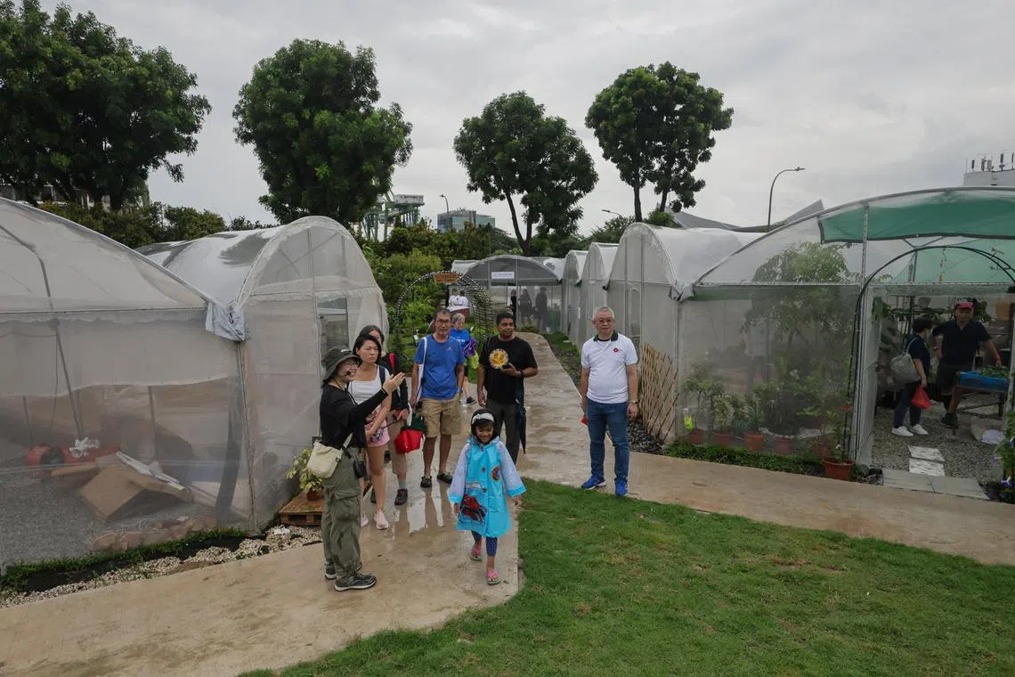 Visitors touring the greenhouses of City Sprouts @ West Coast on June 1.