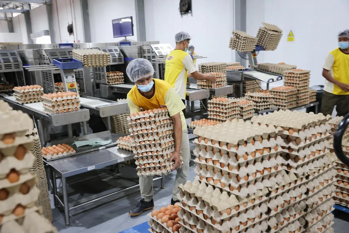 Eggs being packed at Chew's Agriculture.
