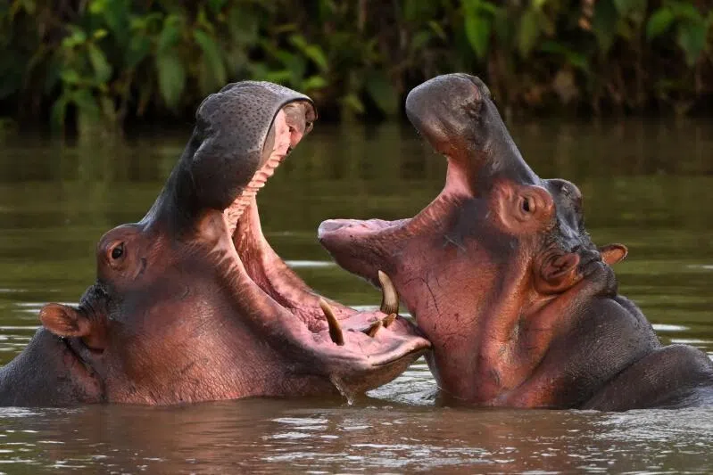Colombia's first four hippos were illegally imported in the 1980s by the late drug trafficker Pablo Escobar, and the population has since grown largely unchecked. 