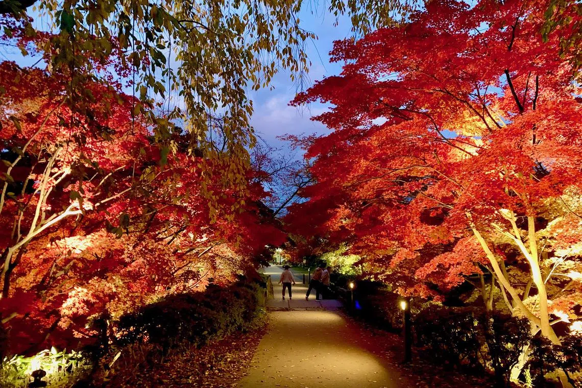 The autumn light-up at the Hirosaki Castle in Aomori prefecture is not to be missed.