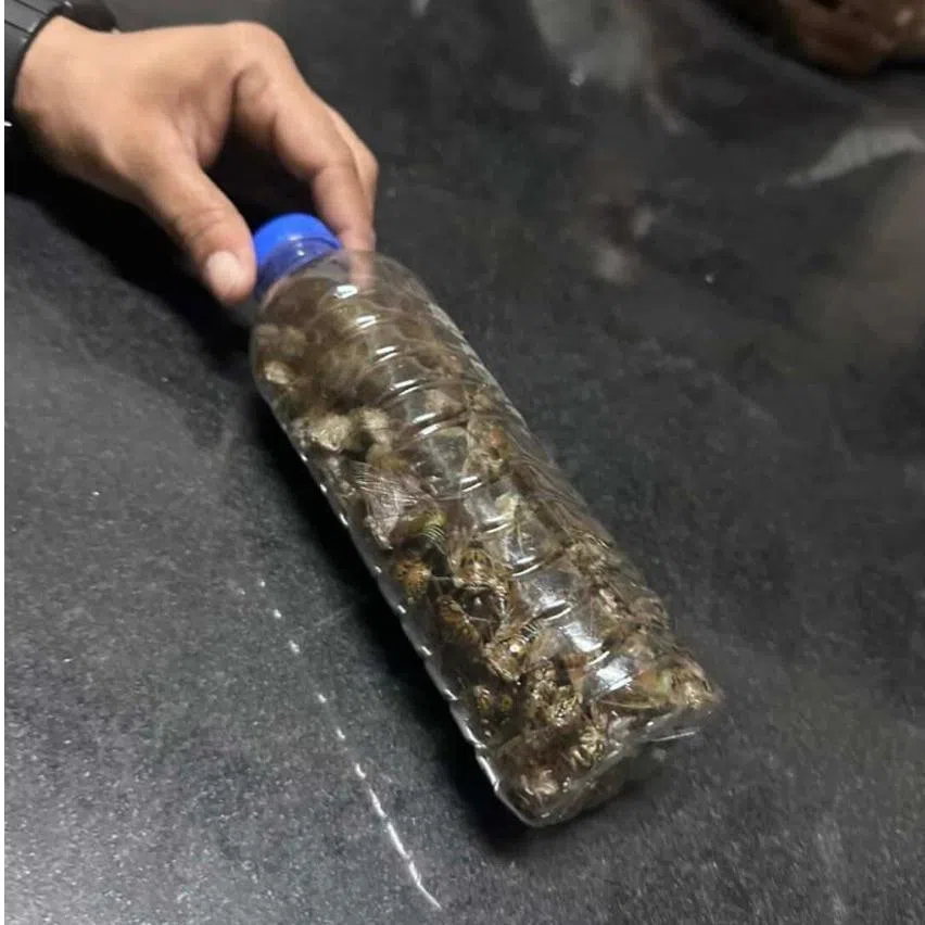 Cicadas (left) collected at Block 321 Tampines Street 33 during seasons when they are active.