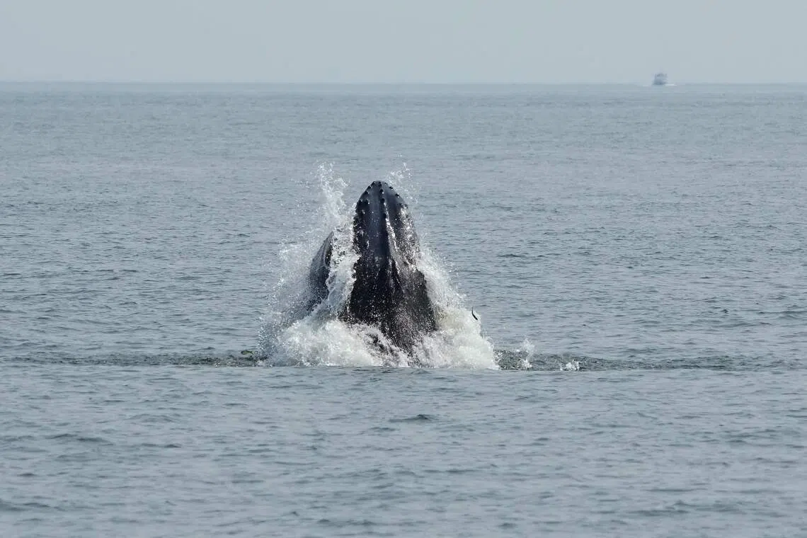 Whales spark joy in New York but face threats from boat traffic