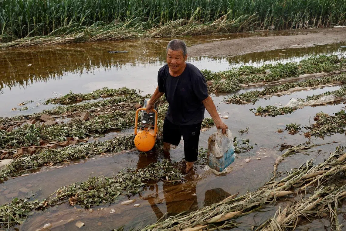 FILE PHOTO: A man wades through floodwaters in a flooded corn farm after the rains and floods brought by remnants of Typhoon Doksuri, in Zhuozhou, Hebei province, China August 7, 2023. REUTERS/Tingshu Wang/File Photo