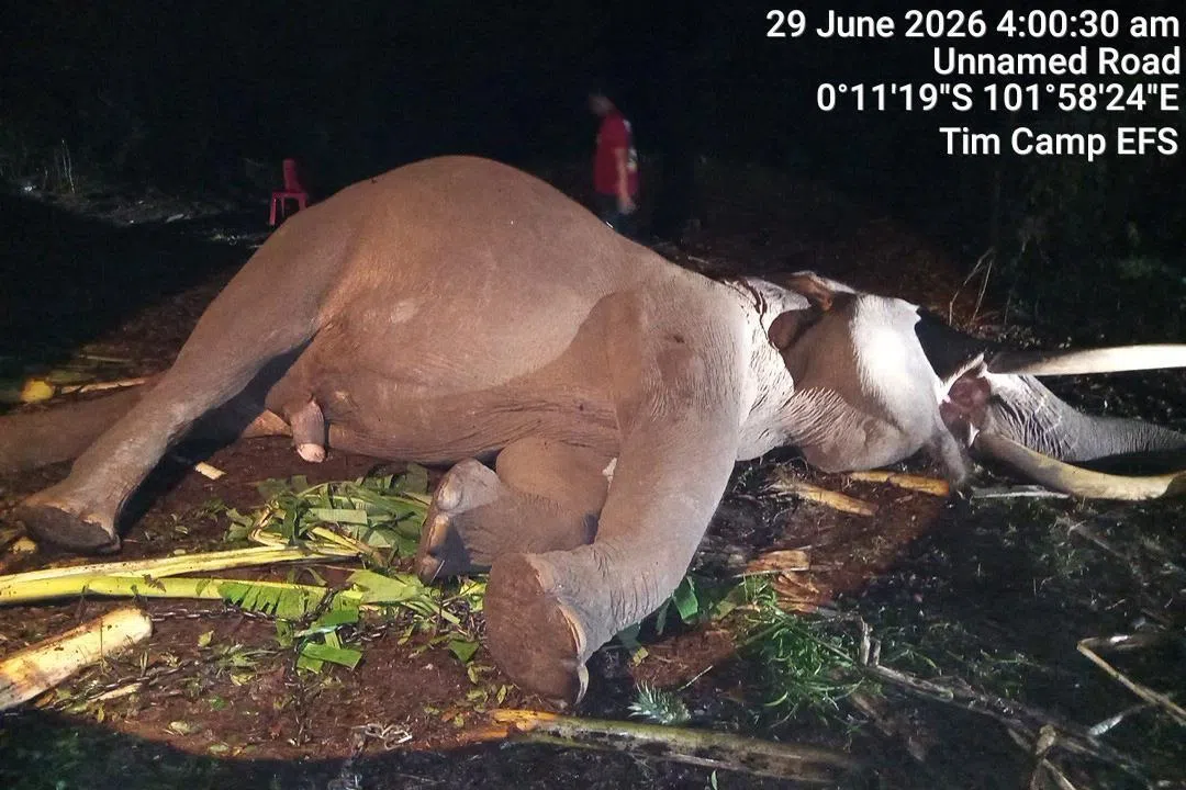 Elephant that served as Indonesian park guardian to prevent human-animal conflict found dead
