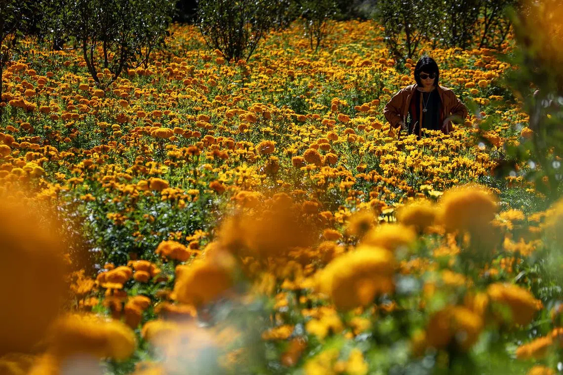 A woman walking through a field of marigold flowers in the Sierra de Santiago, state of Nuevo Leon, in Mexico, on Oct 26, 2024.
