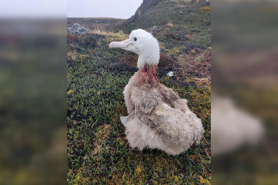 Hordes of mice that devour the eggs of albatrosses and other seabirds on South Africa's Marion Island have started eating live birds.