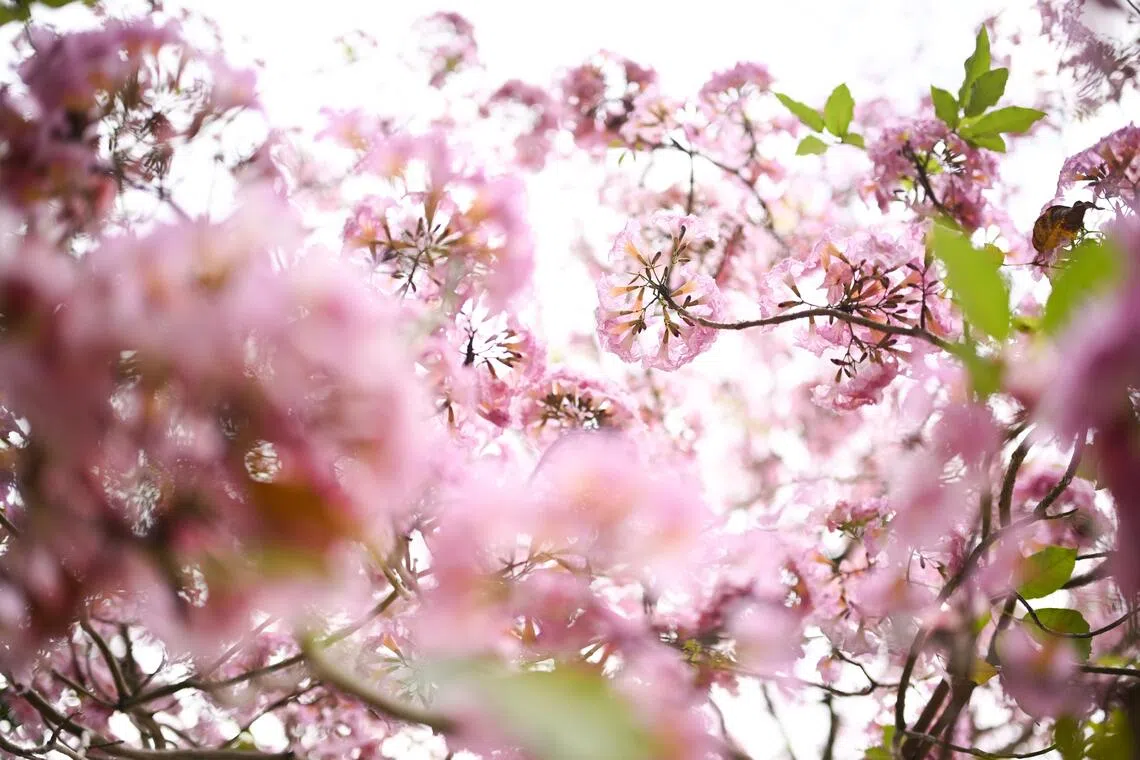 According to NParks’ website, flowering usually occurs between March and April and again between August and September.